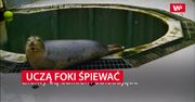 Uczą foki śpiewać