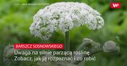 Barszcz Sosnowskiego. Uwaga na silnie parzącą roślinę