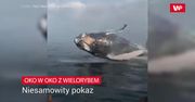 Oko w oko z wielorybem