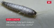 Rybiki cukrowe. Jak pozbyć się ich z naszego domu?
