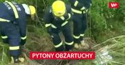 Pytony obżartuchy