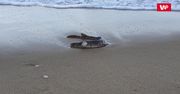 Dziwak na plaży. Wyszedł się poopalać