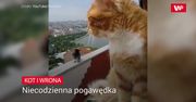 Jak kot z wroną. Komiczne nagranie właściciela