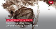 Sensacyjne odkrycie. Historię ludzkości być może trzeba będzie napisać na nowo