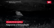 Puszczyk w kąpieli. Nagranie z fotopułapki