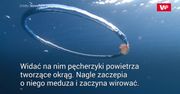 Wirująca meduza. Niezwykłe nagranie nurka