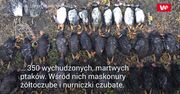 Masowa zagłada maskonurów. Ptaki kolejną ofiara kryzysu klimatycznego