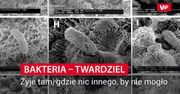 Bakteria-twardziel. Żyje tam, gdzie nic innego, by nie mogło