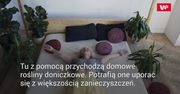 Niedoceniana roślina. Lepiej żeby stała na parapecie w twoim domu