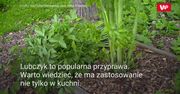 Lubczyk – naturalny afrodyzjak