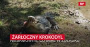 Żarłoczny krokodyl. Niesamowite, co miał w żołądku