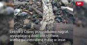 Przypadkowe nagranie. Film z Bieszczad od razu stał się hitem