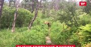 Bliskie spotkanie z niedźwiedziem. Para uciekła w krzaki