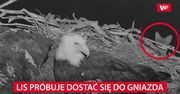 Lis próbuje dostać się do gniazda