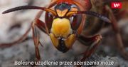 Niebezpieczny jad szerszenia