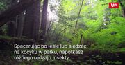 Bestia z karbonu