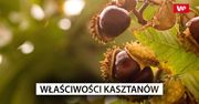 Cenne właściwości kasztanów