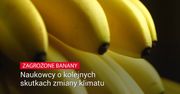 Banany mogą na stałe zniknąć ze sklepowych półek