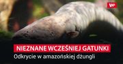 Zupełnie nowe gatunki. Sensacja na skalę światową.