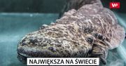 Największa na świecie. Nieznane stworzenie, które budzi postrach