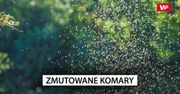 Wypuścili zmutowane komary. Wszystko poszło nie po ich myśli