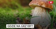Sezon w pełni. Wiemy, gdzie szukać grzybów