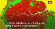 Rekordowa wycinka lasów Amazonii