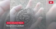 Atak małego węża. Zobacz, jak wygląda z bliska