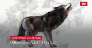 Syberyjski szczeniak. Odkrycie sprzed 14 tys. lat