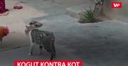 Kot kontra kogut. Zobacz, jak to się skończyło