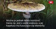 Zabójczo toksyczny. Można spotkać go w polskich lasach