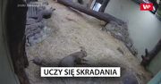 Małe lwiątko uczy się skradania