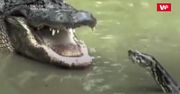 Pyton kontra aligator. Film obejrzało już 110 mln osób