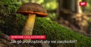 Borowik ceglastopory. Jak go przyrządzić, aby nie zaszkodził?