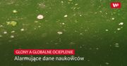 Alarmujące dane naukowców. Glony i bakterie a globalne ocieplenie