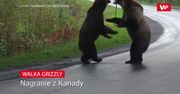 Walka grizzly. Nagranie z Kanady