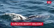 Tuńczyk warty miliony