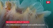 Największe meduzy świata