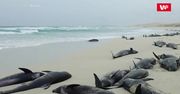 Plaża martwych wielorybów