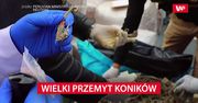 Wielki przemyt koników morskich