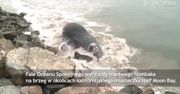 Wieloryb wyrzucony na brzeg w Kalifornii