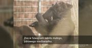 Pracownicy szwajcarskiego zoo zabili niedźwiadka