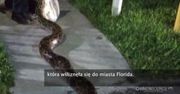 Mieszkańcy Florydy schwytali ogromnego węża