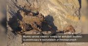 Studenci odkryli mumię sprzed 7 tys. lat