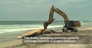 Martwy wieloryb powrócił na plażę