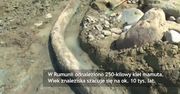 Kieł mamuta znaleziony na brzegu rzeki w Rumunii