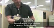 USA: Aligator znaleziony w wannie