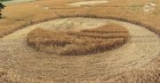 Dzieło UFO czy człowieka? Kręgi w zbożu w Wielkopolsce