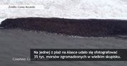35 tysięcy morsów stłoczonych na plaży