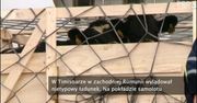 Irlandzkie krowy przyleciały do Rumunii